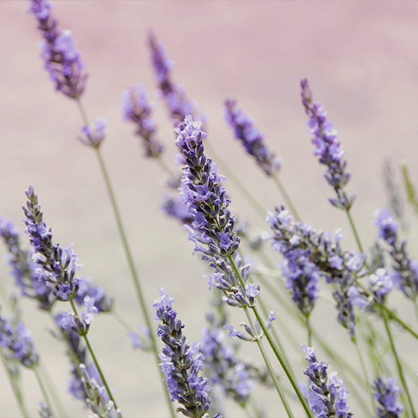 Lavender Flower